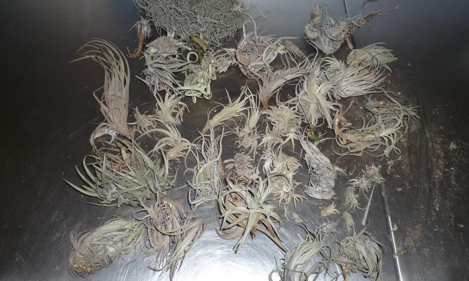 2015-1-26-1134foto 2 kaktusy.jpg